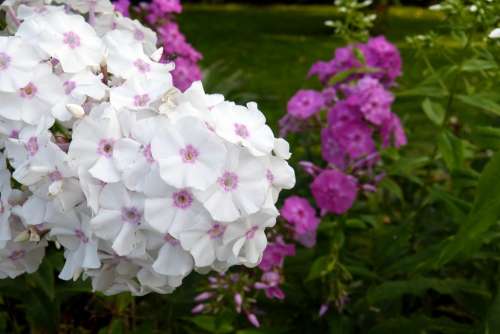 Phlox Flame Flower Plant White Pink Violet