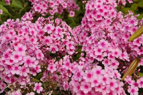 Phlox Pink Pink Flower Beautiful Farbenpracht