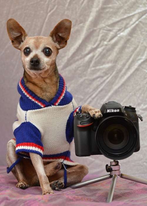 Photo Dog Photographer Pet