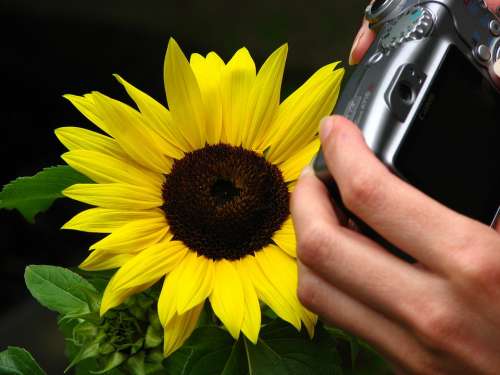 Photograph Close Up Sunflower Yellow Summer Flower