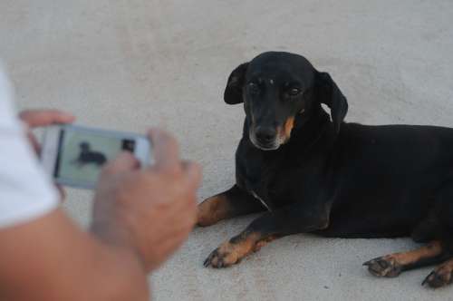 Photograph Dog Iphone Iphone 5 Basset Hound Cofap