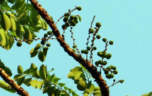 Phyllanthus Acidus Malay Gooseberry Star Gooseberry