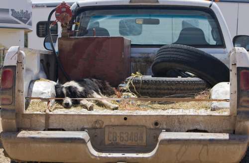 Pickup Truck Dog Sleeping Animal Pet