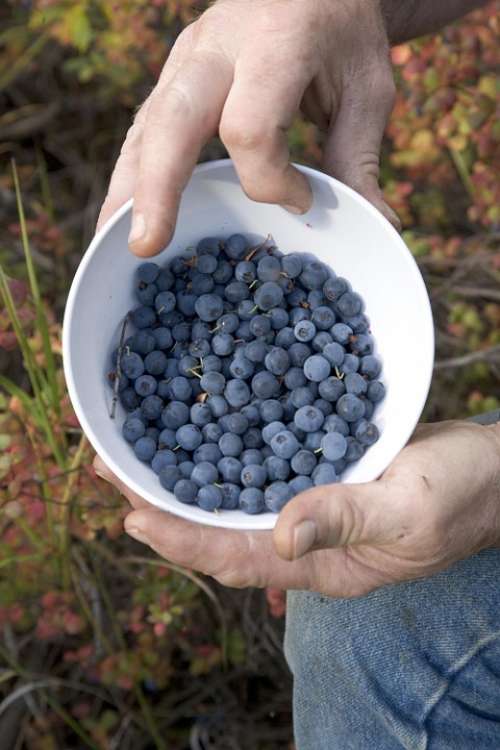 Picture Fruit Blueberries Fruits Plants Flora