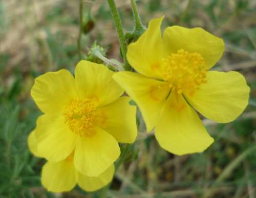 Picture Flower Yellow Buttercup Spring