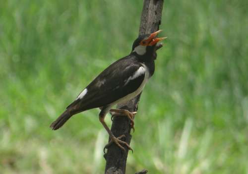 Pied Myna Starling Asian Pied Starling