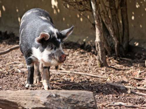 Pig Kune Kune Close-Up Cute Animal Portrait