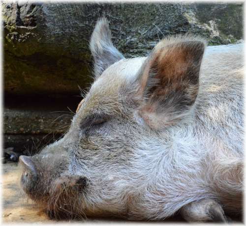 Pig Farm Livestock Animals Food Chop Lazy