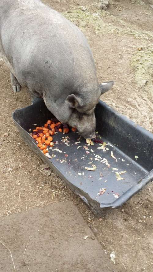 Pig Eat Farm Animal