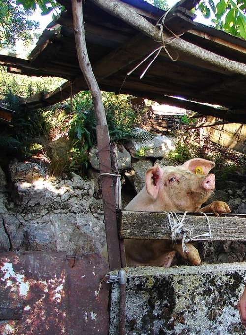 Pig Piggy Mountain Village Funny Animal Cute