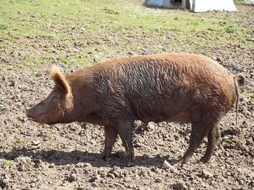 Pig Animals Cute Rural Farm Animal Mud National