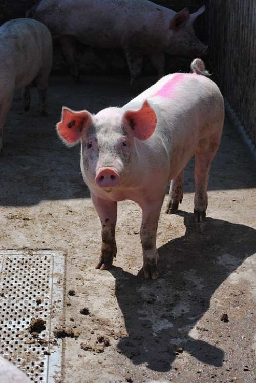 Pig Sow Breeding Livestock Pig Breeding