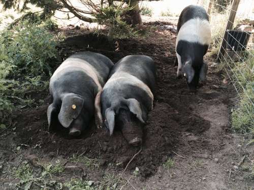 Pig Saddleback Pigs Animal Saddleback Farmyard
