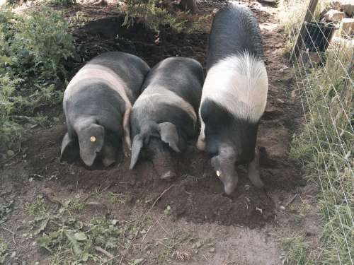 Pig Saddleback Pigs Animal Saddleback Farmyard