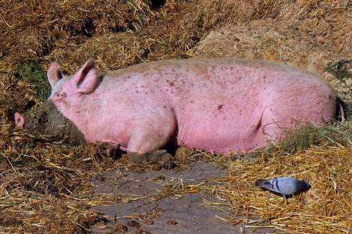 Pig Sow Mammal Domestic Pig Livestock Agriculture