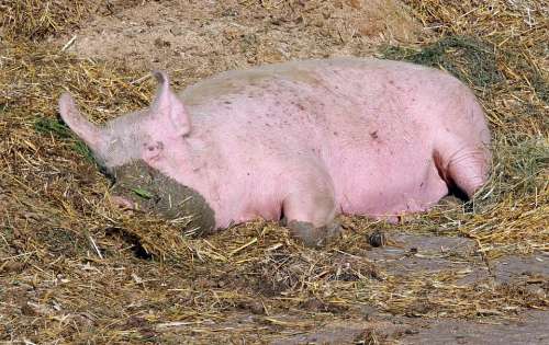 Pig Sow Mammal Domestic Pig Livestock Agriculture