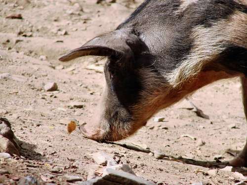 Pig Free Wild Snout Ground Taster