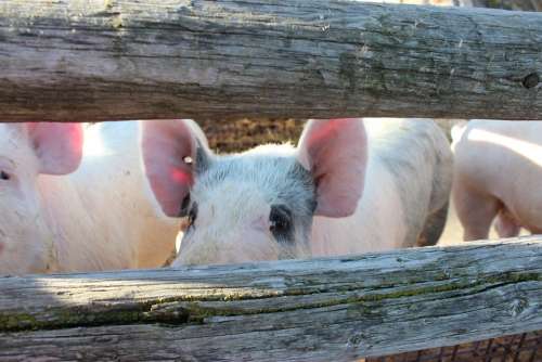 Pig Hog Pork Farm Animal Meat Cute Swine