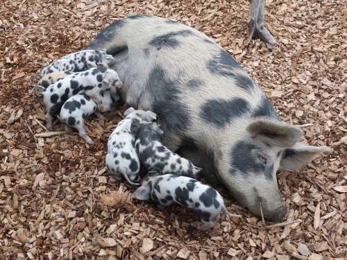 Pig Piglet Suckle Farm Animals Sow Breeding Pet