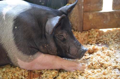 Pig Animal Farm Pork Bacon Swine