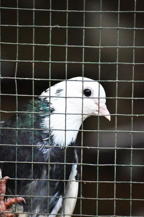 Pigeon Caged Pigeon Bird Wildlife Animal Sri Lanka