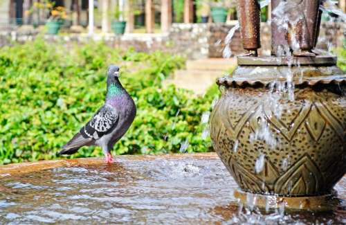 Pigeon Water Thirsty Bird Fountain Palace