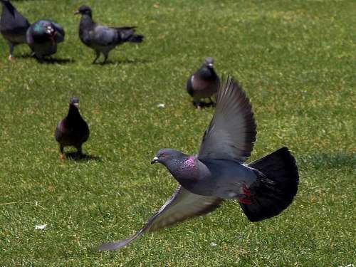 Pigeon Flying Pigeons Birds Animals Fauna