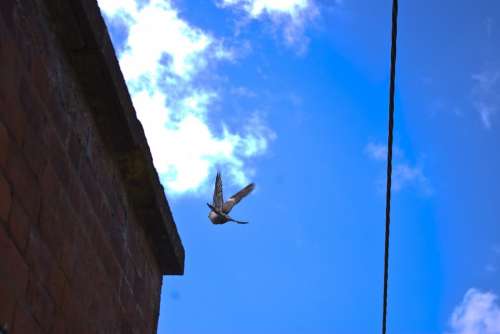 Pigeon Flying Sky Freedom Wing Feather