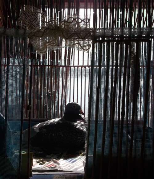 Pigeon Cage Dark Contrast Bird Melancholia Alone