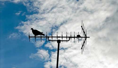 Pigeon Antenna Bird Sitting Silhouette Receiver