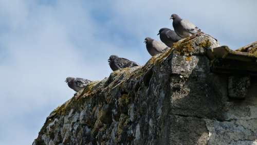 Pigeons Birds Wall Perched Nature Group Pause