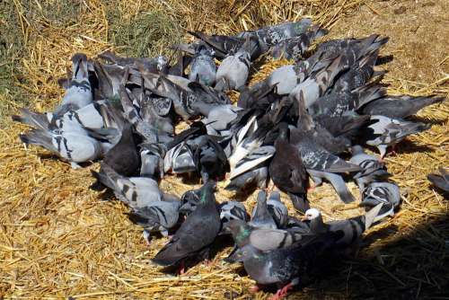 Pigeons Swarm Eating Feather Plumage Birds