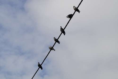 Pigeons Power Line Sit Collect Birds Lines Sky