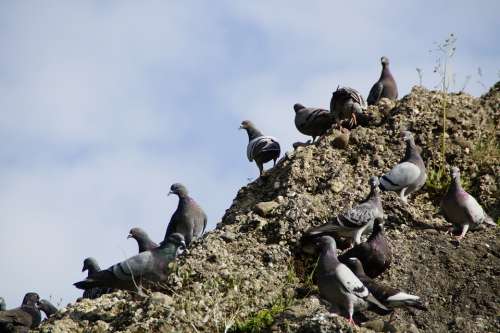Pigeons Meeting Many Mass Quantitative Rock Rocky