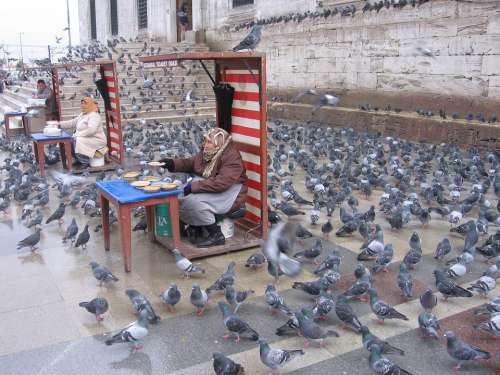 Pigeons Istanbul Feeding Old Feeding Birds