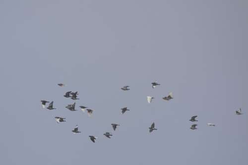 Pigeons Doves And Pigeons Swarm Flying Birds