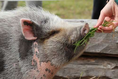 Piggy The Pig Delicacy Food Hay Hand Tame