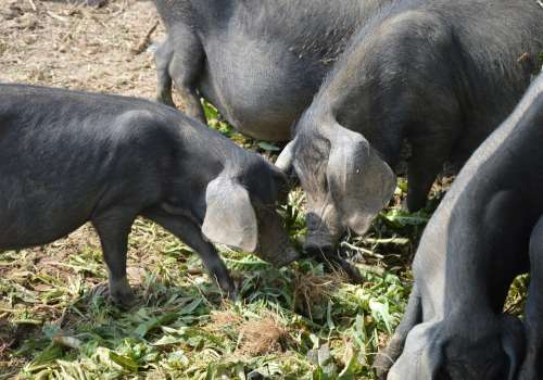 Pigs Eating Pork Animal Farm