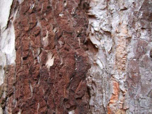 Pine Bark Brown Nature Structure