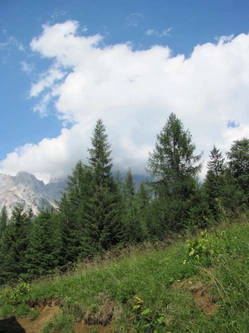 Pine Mountain Cadore Belluno Borca Val De Cuze