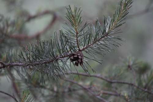 Pine Pine Cone Tree