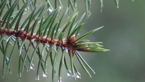Pine Branch Needle Drop Of Freshness Green