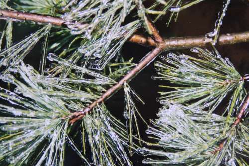 Pine Pine Needles Ice Tank Frozen Iced