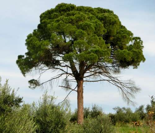 Pine Conifer Tree Mediterranean Green