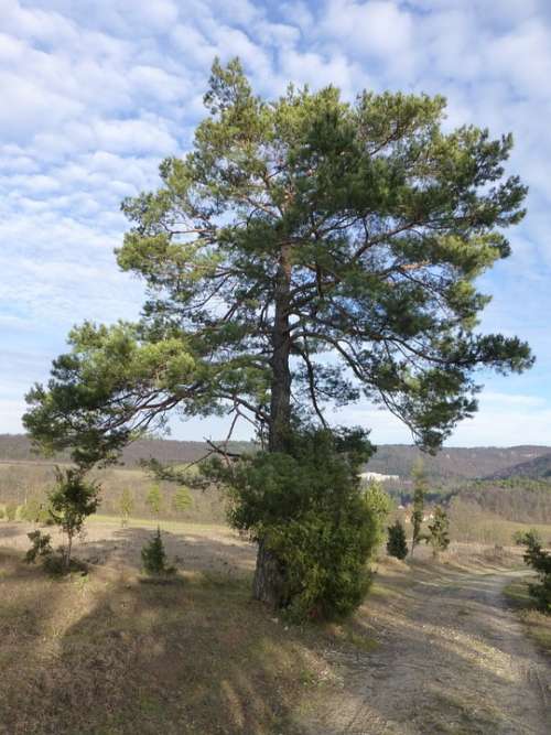 Pine Tree Mood Landscape Backlighting Clouds Sky