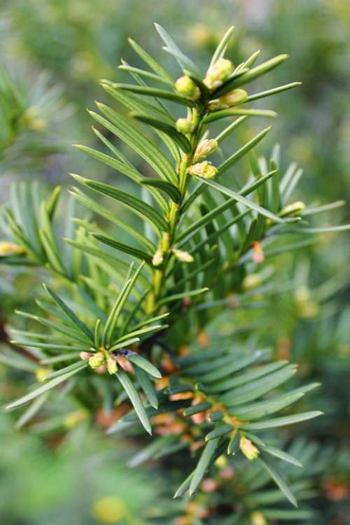 Pine Christmas Tree Needles Twigs Green Coniferous