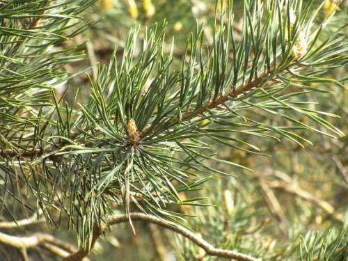 Pine Tree Needle Conifer Pine Greenhouse Branches