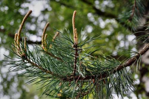 Pine Engine Foliation Pine Needles Pine Greenhouse