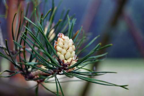 Pine Blossom Bloom Pine Greenhouse Conifer Needles
