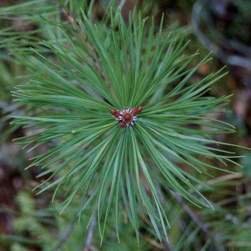 Pine Conifer Growth Point Shoot